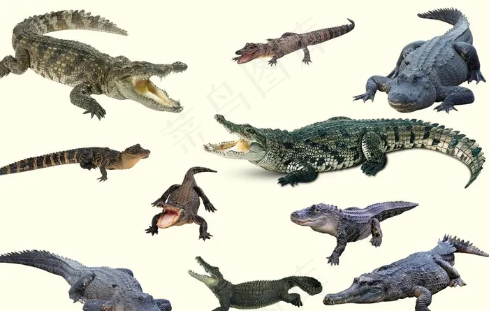 鳄鱼图片