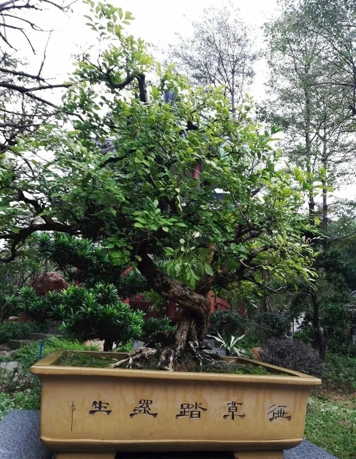 树木盆栽图片
