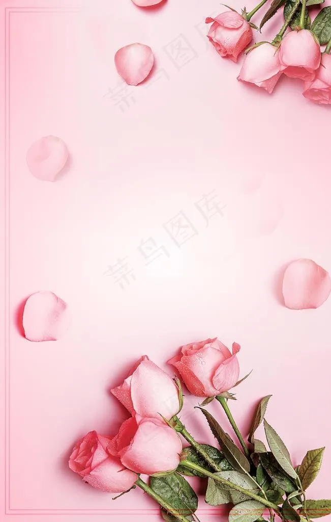 粉色玫瑰花背景图片(3543X5315(DPI:300))psd模版下载