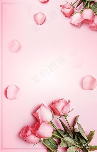 粉色玫瑰花背景图片