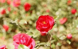 南阳红月季图片