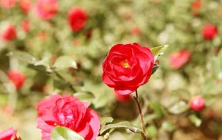 南阳红月季图片