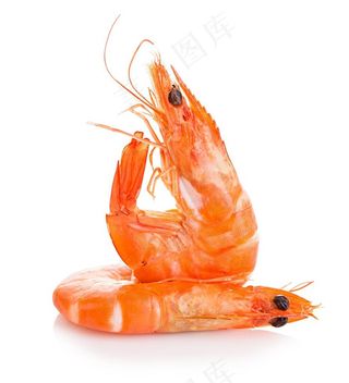 虾图片