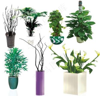 精致植物摆件图片 精致植物摆件图片