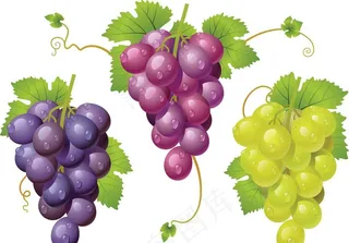 葡萄图片