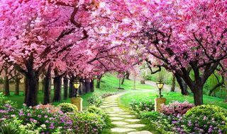 樱花小路图片