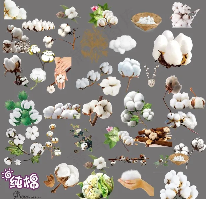 棉花图片(1417X1417(DPI:300))psd模版下载