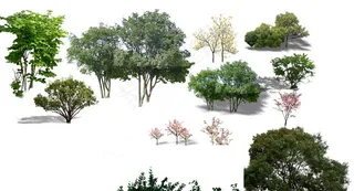 景观后期常用立面植物图片