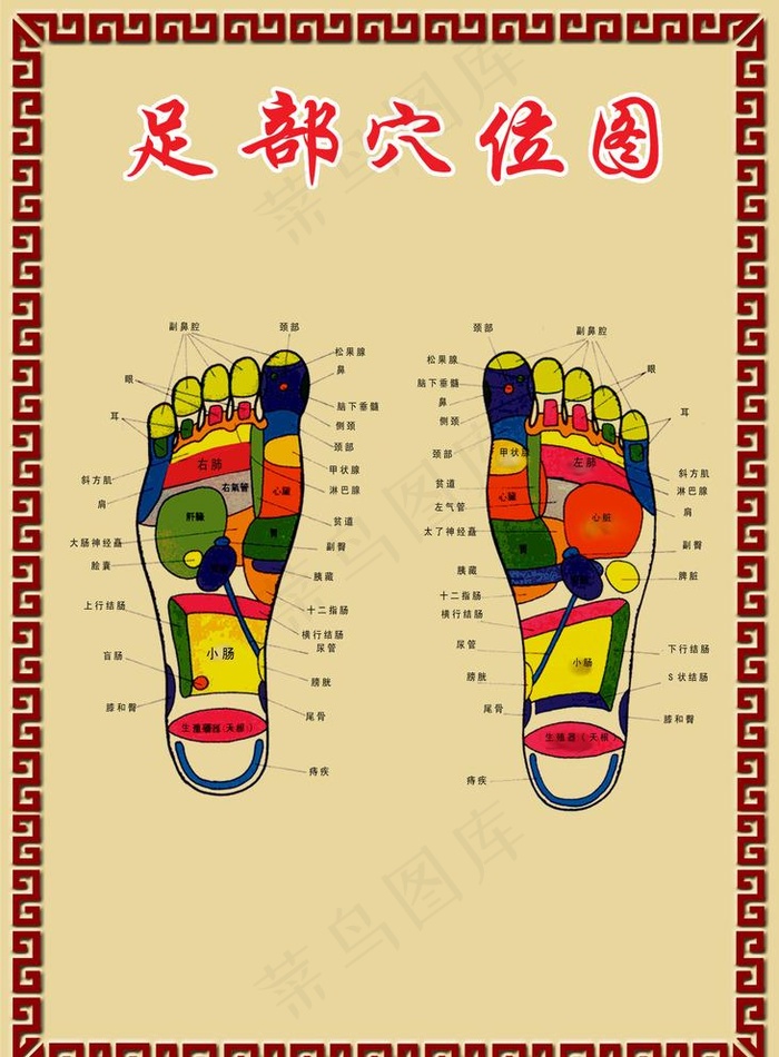 足部穴位图图片psd模版下载