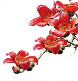 木棉花图片