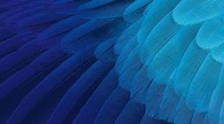 蓝色羽毛底纹图片