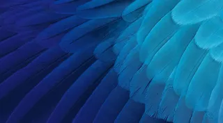 蓝色羽毛底纹图片