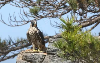 游隼鸟猎鹰鸟图片