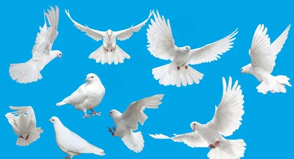 鸽子 和平鸽图片