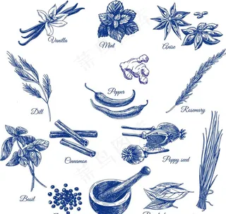 香料矢量图  茴香 姜 香叶图片