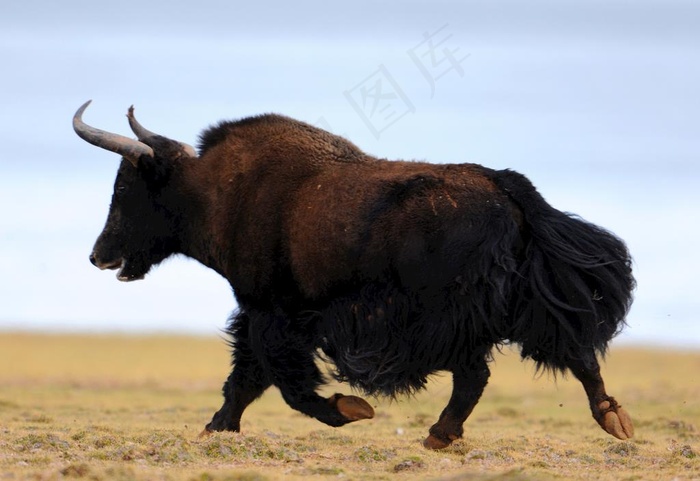 野牦牛图片