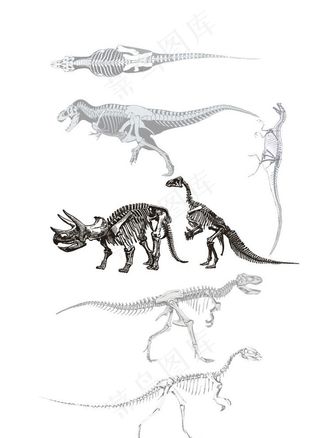 恐龙骨架图片