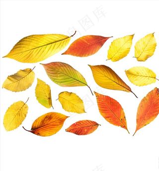 秋冬季节黄色落叶树叶高清png图片