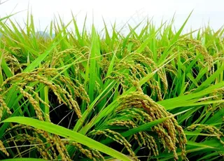 水稻图片