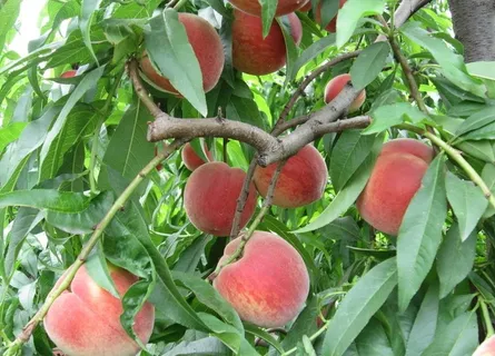 桃子图片 桃子图片