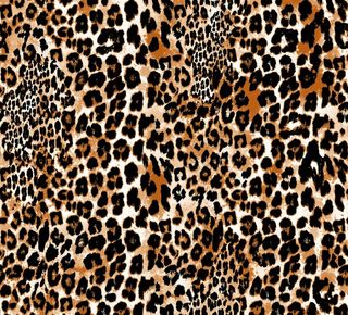 豹纹图片