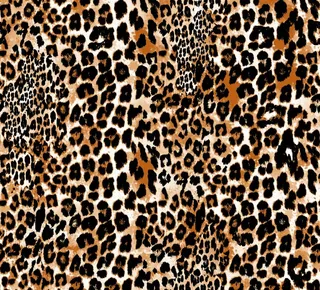 豹纹图片