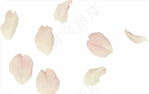 白色花瓣素材图片