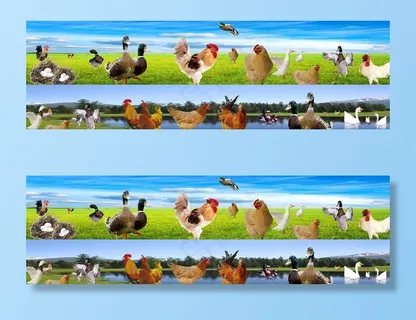 家禽总动员图片