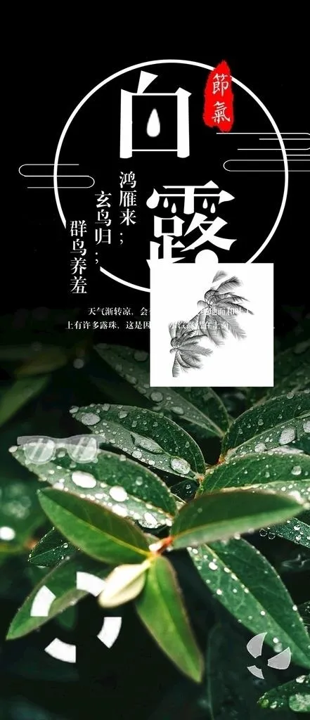 白露图片psd模版下载