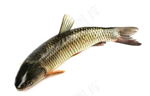 草鱼白底图图片 草鱼白底图图片