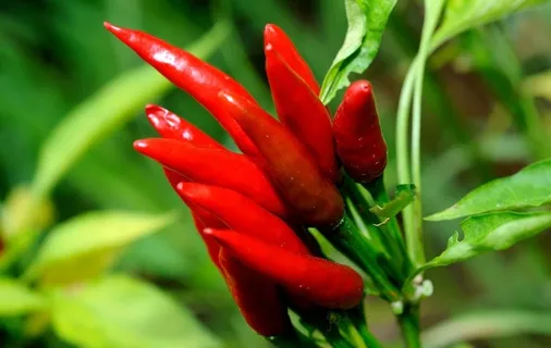 红辣椒菜辣椒图片 红辣椒菜辣椒图片