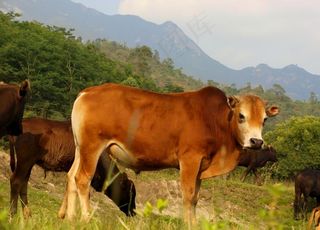 牛图片