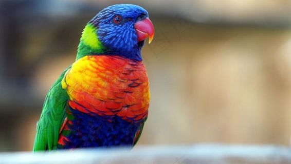彩虹鹦鹉图片
