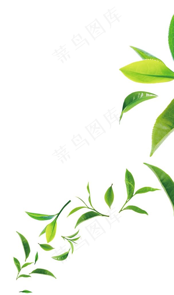 绿叶图片psd模版下载