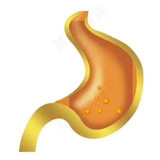 肠胃分层图图片