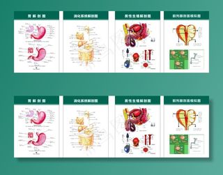 胃部剖面图图片