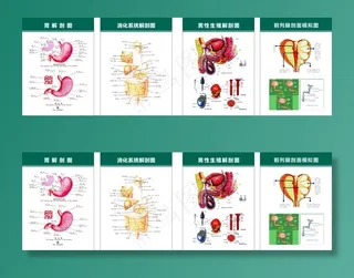 胃部剖面图图片