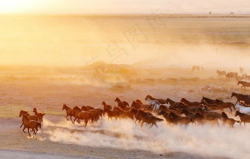 万马奔腾图片