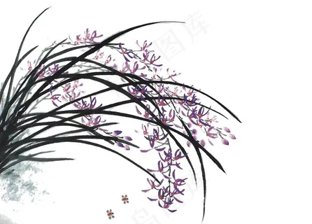 兰花图片 兰花图片