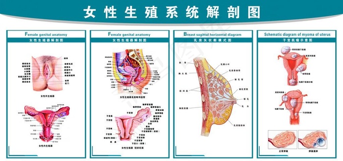 女性生殖系统解剖图图片