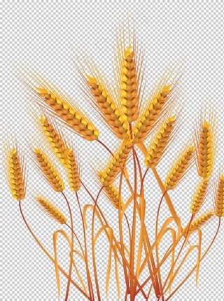 透明小麦png素材图片