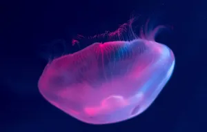 水母图片