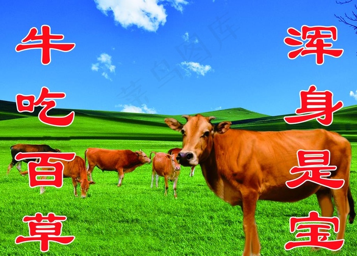 黄牛图片(9449X7087(DPI:120))psd模版下载