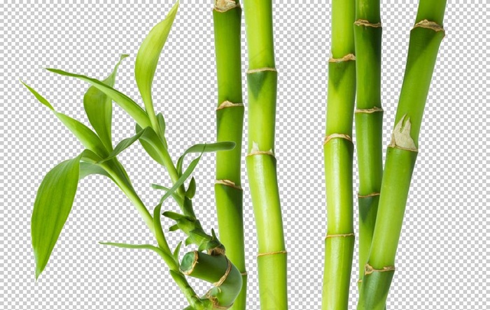 竹子图片