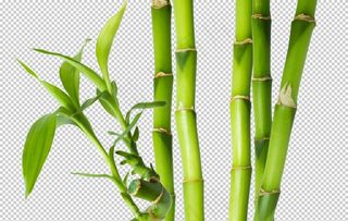 竹子图片