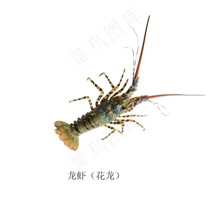 花龙虾图片