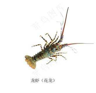 花龙虾图片