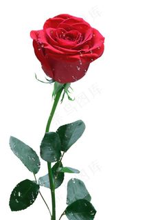 超高清一支玫图片