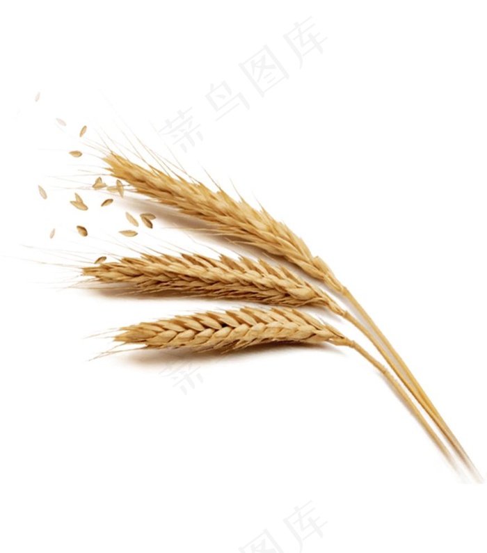 透明麦穗图片