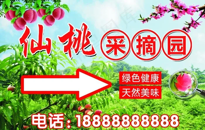 桃子采摘图片